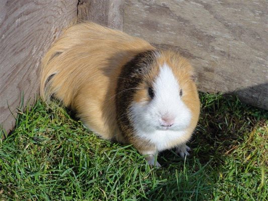 guinea pigs